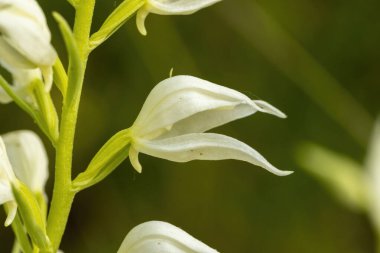 Doğu Kukuletalı Helleborin (Cephalanthera epipactoides)