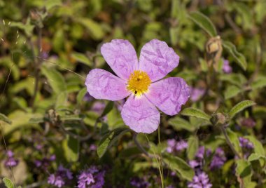 Pembe kaya gülü (Cistus creticus) vahşi doğada