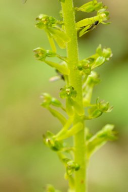 Doğal ortamlarda yaygın Twayblade (Listera ovata)