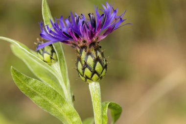 Centaurea (Centaurea) türünün çiçek başı