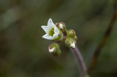 Saxifraga carpetana (graeca) baharda çiçeği kapatır