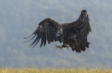 Cinereous Vulture beslenme istasyonuna iniyor.