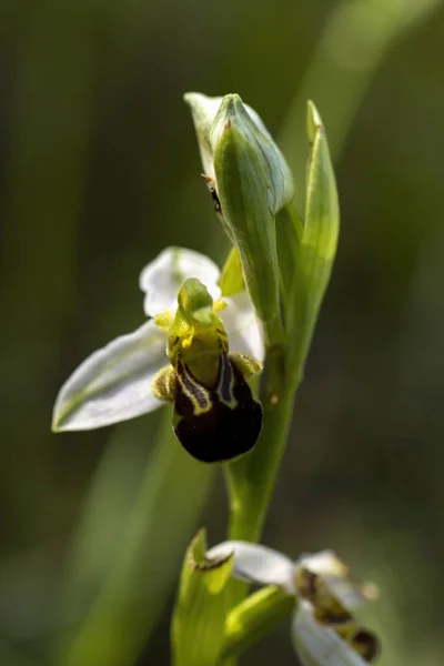 天然栖息地中的蜜蜂兰花 Ophrys Apifera — 图库照片