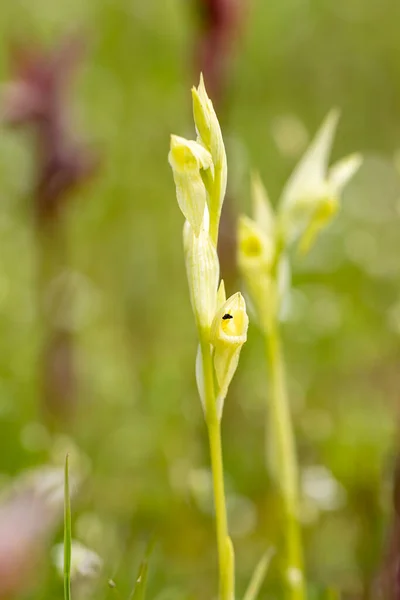 Ploughshare Orkidesi Serapias Vomeracea Doğal Ortamında — Stok fotoğraf
