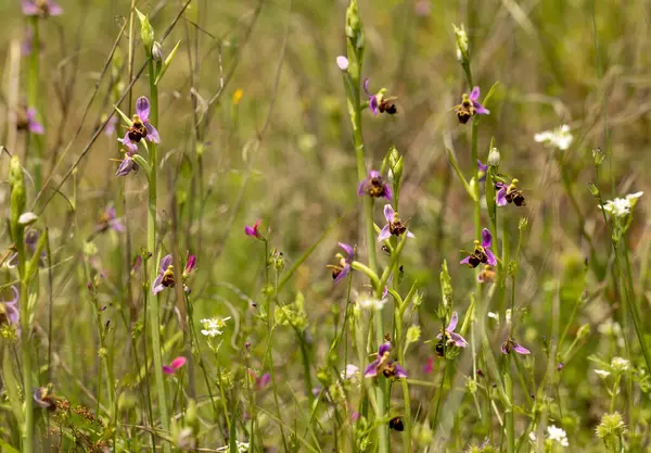 Doğal ortamdaki Arı Orkidesi (Ophrys apifera)