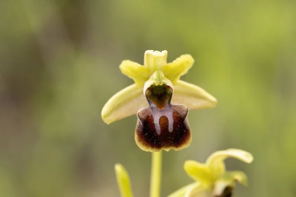 Doğal Ortamdaki Arı Orkidesi Ophrys Apifera — Stok fotoğraf