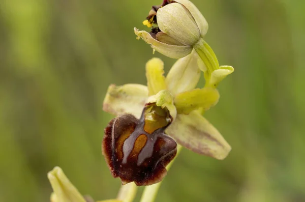 Doğal Ortamdaki Arı Orkidesi Ophrys Apifera — Stok fotoğraf
