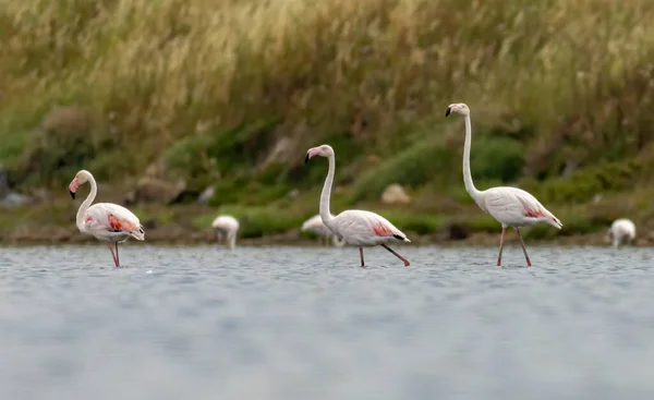 Kerkini Gölü Nden Büyük Flamingo — Stok fotoğraf