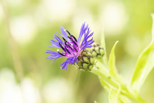 Квіткова Голова Квітів Centaurea — стокове фото