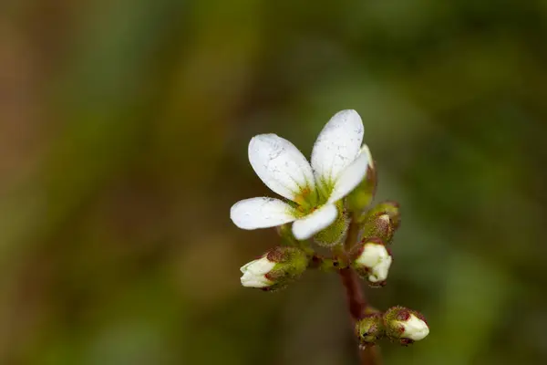 Saxifraga Carpetana Graeca Close Flower Printemps — Photo