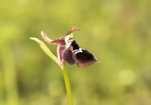 天然栖息地中的钻石兰花 Ophrys Reinholdii — 图库照片