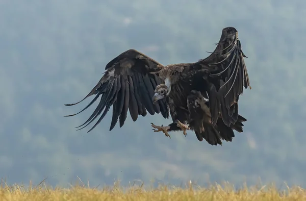 Cinereous vulture landing on feeding station