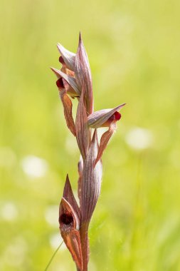 Ploughshare Orkidesi (Serapias vomeracea) doğal ortamında