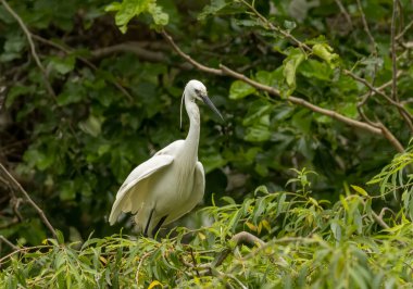 Little Egret behavior in breeding colony clipart