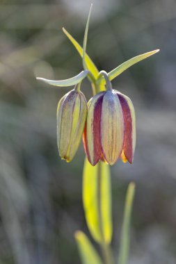 Pontic fritillary (Fritillaria pontica) in natural habitat clipart