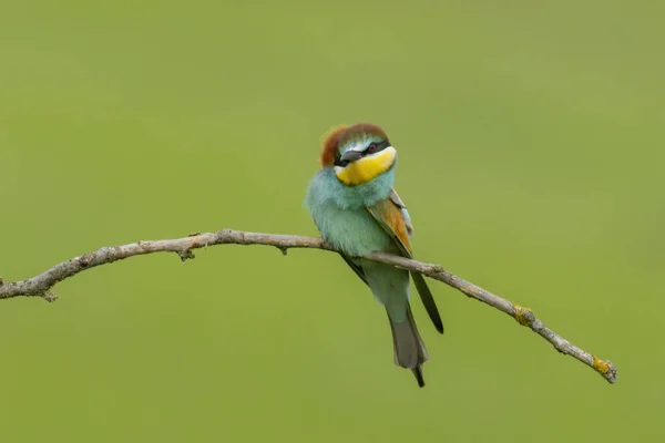 Common Bee Eater One Most Beautiful Bird Europe — Stock Photo, Image