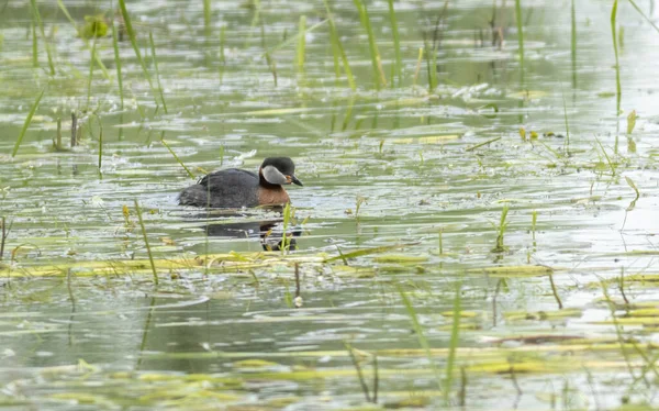 Üreme tüylerinde kırmızı boyunlu Grebe (Podiceps grisegena)