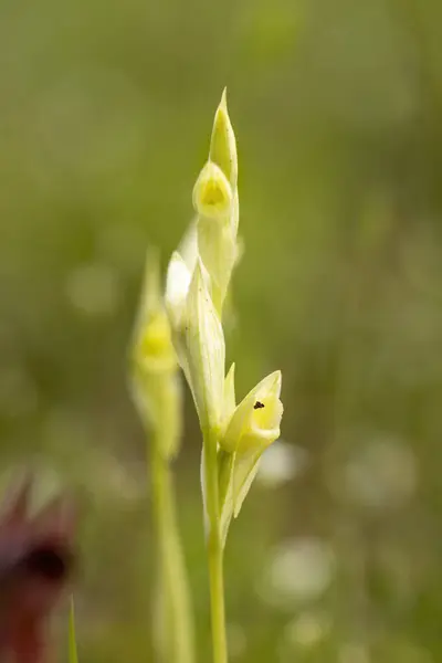 自然栖息地的犁头兰花 Serapias Vomeracea — 图库照片