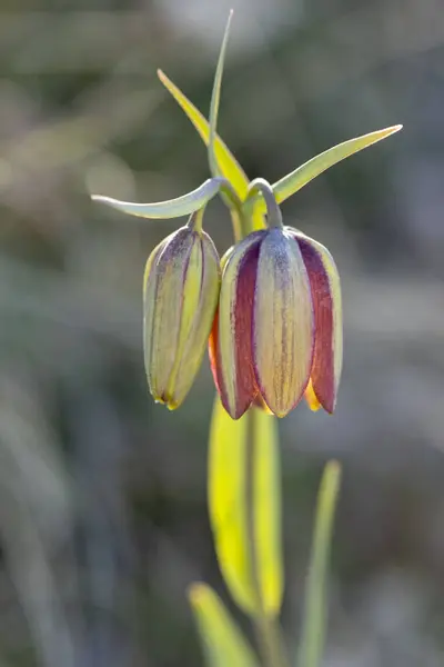 自然栖息地中的庞然大物 Fritillaria Pontica — 图库照片