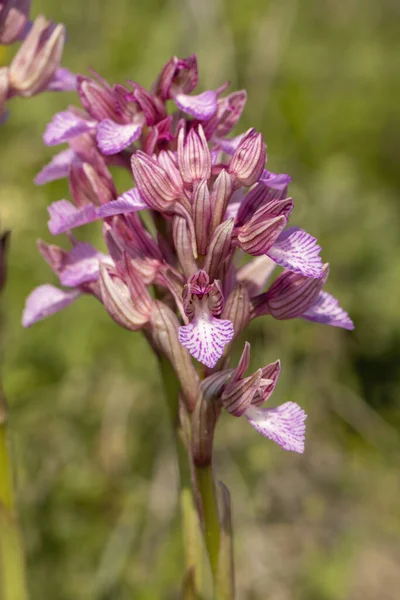 Růžová Motýlí Orchidej Orchis Papilionacea Přírodním Prostředí — Stock fotografie
