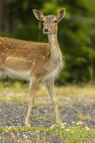 Kvinnliga Fallow Deer Tittar Kameran — Stockfoto