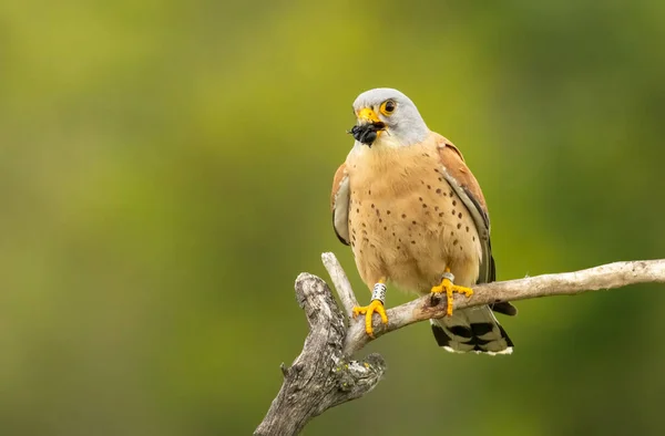 Male Lesser Kestrel Brring Different Food Insects Mice Voles Baby — Stock Photo, Image
