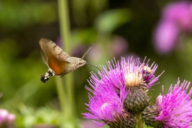 hummingbird hawk-moth (Macroglossum stellatarum) collect nectar from plant clipart