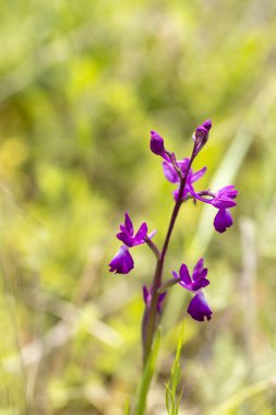 Doğal ortamında gevşek çiçekli orkide (Orchis laksiflora).