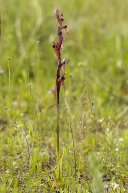 Ploughshare Orkidesi (Serapias vomeracea) doğal ortamında