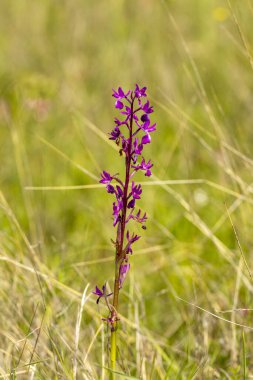 Doğal ortamında gevşek çiçekli orkide (Orchis laksiflora).