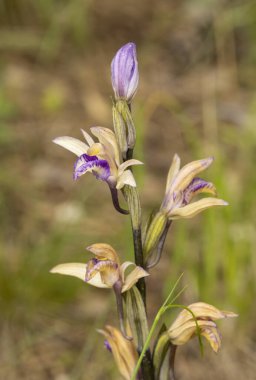 Doğal ortamında Violet Limodore (Limodorum abortivum)