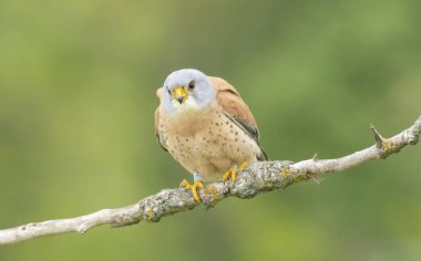 Yuvadaki bebek için farklı yiyecekler getiren daha küçük erkek kerkenez (böcekler, fareler, tarla fareleri)