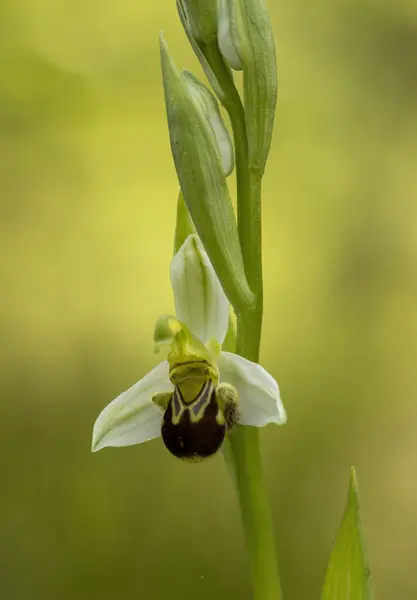 天然栖息地中的蜜蜂兰花 Ophrys Apifera — 图库照片