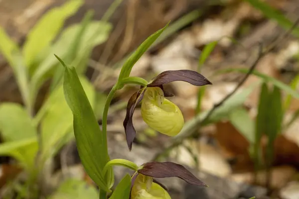 自然栖息地中的兰花 Orchis Purpurea — 图库照片