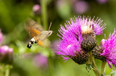 hummingbird hawk-moth (Macroglossum stellatarum) collect nectar from plant clipart