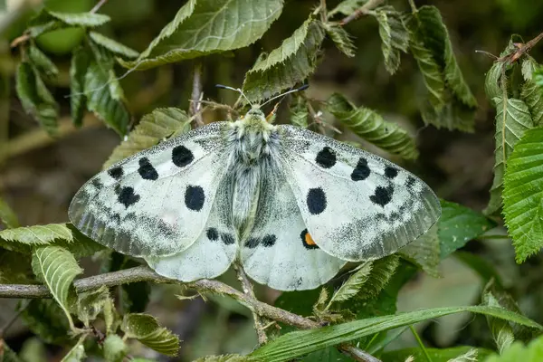 Apollo butterfly perched with open wings