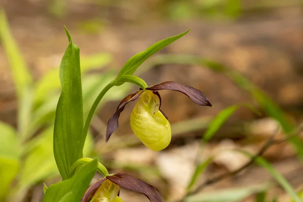 Bayan Terlik Orkidesi Cypripedium Calceolus — Stok fotoğraf