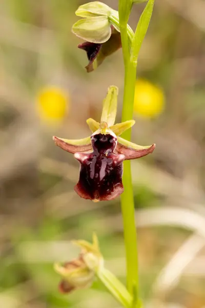 自然栖息地中的东蜘蛛兰花 Ophrys Mammosa — 图库照片