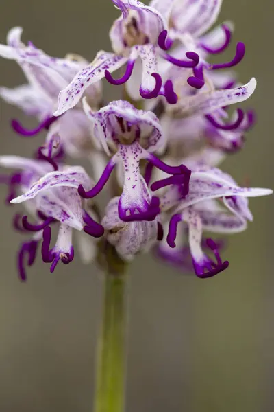 Wild flower Monkey Orchid (Orchis simia) in natural habitat