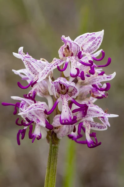 Wild flower Monkey Orchid (Orchis simia) in natural habitat