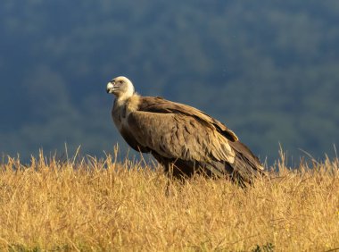 Griffon Vulture (Gyps fulvus) beslenme istasyonu üzerine