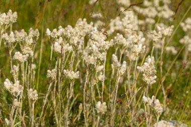 Bulgar dağında Ebedi Dağ (Antennaria dioica)