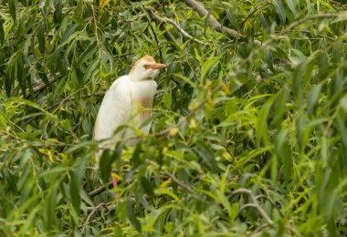 Cattle Egret portrait in breeding colony clipart