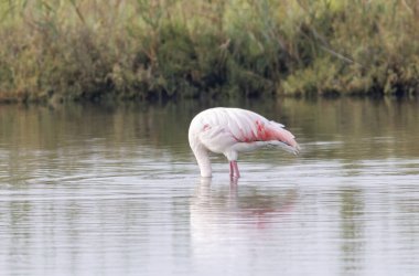 Yunanistan 'daki ulusal parkta daha büyük flamingo