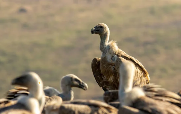 Griffon Vulture (Gyps fulvus) on feeding station