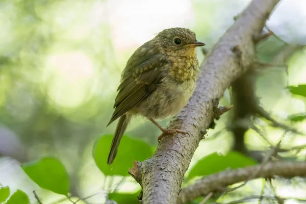 Juvenile Robin bird hide in bush