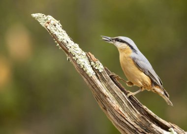 Ormandaki Avrasya Boğazı (Sitta europaea)