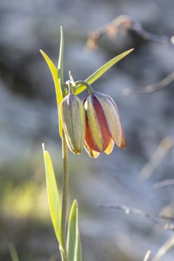 Doğal yaşam ortamında Pontik sürtünme (Fritillaria pontica)