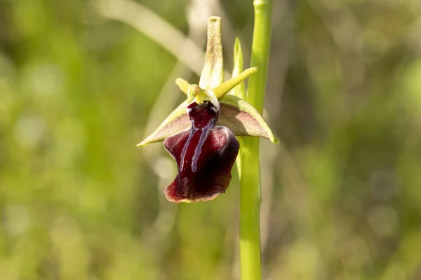 自然栖息地中的东蜘蛛兰花 Ophrys Mammosa — 图库照片