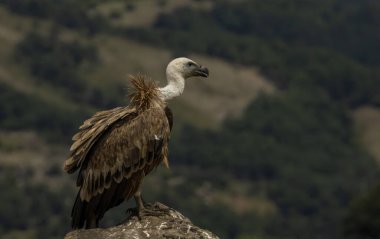 Griffon Vulture (Gyps fulvus) beslenme istasyonu üzerine